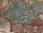 Silurian Fossil Crinoid (Scyphocrinites) Plate - Morocco #118529-1